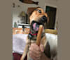 Penelope, a Chow Chow and German Shepherd Dog mix tested with EmbarkVet.com