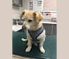 Photo of Max, a Pekingese, Cairn Terrier, Yorkshire Terrier, Chihuahua, and American Eskimo Dog mix in Millbrae, California, USA