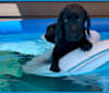 AB, a Labrador Retriever tested with EmbarkVet.com