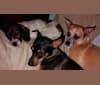 Photo of Mogwai, a Cocker Spaniel, Dachshund, Shih Tzu, and American Eskimo Dog mix in Enid, Oklahoma, USA