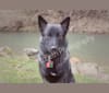 Callie Mae, a Norwegian Elkhound tested with EmbarkVet.com
