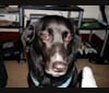 Penny, a Labrador Retriever and Chow Chow mix tested with EmbarkVet.com