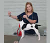 Photo of Hemi, a Rat Terrier  in Stokesdale, NC, USA