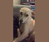 Dany, a Chihuahua and Shih Tzu mix tested with EmbarkVet.com