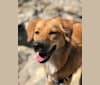 Coco, a German Shepherd Dog and Akita mix tested with EmbarkVet.com