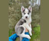 Photo of GHOST, a Pomsky  in 21244 Lake View Drive, Lake View, AL, USA