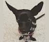 Frank, a Chihuahua and Miniature Pinscher mix tested with EmbarkVet.com