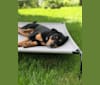 Barron, an American Pit Bull Terrier and Labrador Retriever mix tested with EmbarkVet.com