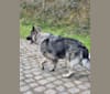 Photo of Phéline Liesl, a German Shepherd Dog  in De Klinge, Sint-Gillis-Waas, België