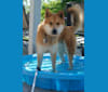 Kobe, a Siberian Husky and Chow Chow mix tested with EmbarkVet.com