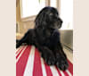 Photo of Ellie, a Golden Retriever and Tibetan Mastiff mix in Seattle, WA, USA