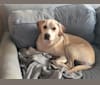 A.J., a Staffordshire Terrier and Labrador Retriever mix tested with EmbarkVet.com