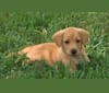 Allie, a Labrador Retriever and Beagle mix tested with EmbarkVet.com