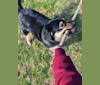 Roxy, an American Pit Bull Terrier and Chow Chow mix tested with EmbarkVet.com