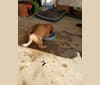 Photo of Ava, a Labrador Retriever, Boxer, Bichon Frise, and Mixed mix in San Marcos, Texas, USA
