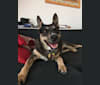 Neko, a German Shepherd Dog and Staffordshire Terrier mix tested with EmbarkVet.com