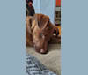 Frankie, an Australian Cattle Dog and Labrador Retriever mix tested with EmbarkVet.com