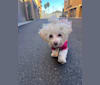 Harper, a Poodle (Small) and Maltese mix tested with EmbarkVet.com