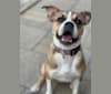 Photo of Lucy, a Boston Terrier, Bulldog, Pug, and Beagle mix in Oakville, ON, Canada