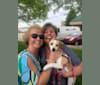Jackie, a Chihuahua and Great Pyrenees mix tested with EmbarkVet.com
