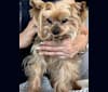 Dealer, a Yorkshire Terrier tested with EmbarkVet.com