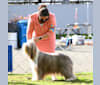 Photo of Violet, a Bearded Collie  in Riverside, CA, USA