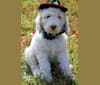 Bailey, a Goldendoodle tested with EmbarkVet.com