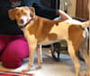 Daisy, a Beagle and Rat Terrier mix tested with EmbarkVet.com
