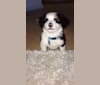Bentley, a Chihuahua and Australian Cattle Dog mix tested with EmbarkVet.com