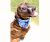 Whatley, an Irish Setter and American Pit Bull Terrier mix tested with EmbarkVet.com