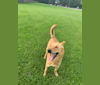 Lucy Lu, a German Shepherd Dog and Rottweiler mix tested with EmbarkVet.com