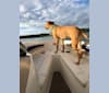 Noah, a Catahoula Leopard Dog and Boxer mix tested with EmbarkVet.com