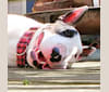 Sully, a Bull Terrier tested with EmbarkVet.com