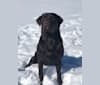 Phinheas, a Labrador Retriever tested with EmbarkVet.com