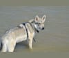 "Hati" Bakati von NiRo a dog tested with EmbarkVet.com