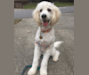 Beatle, a Goldendoodle tested with EmbarkVet.com