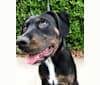 Caspian, a Rottweiler and American Pit Bull Terrier mix tested with EmbarkVet.com