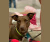 Mocha, an American Pit Bull Terrier and Labrador Retriever mix tested with EmbarkVet.com