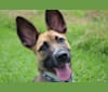 Photo of Moses, a German Shepherd Dog, Labrador Retriever, Australian Cattle Dog, Treeing Walker Coonhound, Bullmastiff, and Mixed mix in Beaumont, TX, USA