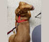Cinna, a Labrador Retriever and Rat Terrier mix tested with EmbarkVet.com