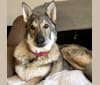 Bella, a German Shepherd Dog tested with EmbarkVet.com