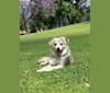 Jonesy, a German Shepherd Dog and Rottweiler mix tested with EmbarkVet.com