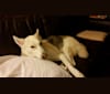 Sunny, a Siberian Husky and German Shepherd Dog mix tested with EmbarkVet.com