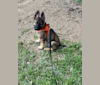 Manfred Von Rexroad, a German Shepherd Dog and American Pit Bull Terrier mix tested with EmbarkVet.com