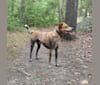 Jax, an Australian Cattle Dog and Treeing Walker Coonhound mix tested with EmbarkVet.com