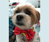 Barney, a Shih Tzu and Poodle (Small) mix tested with EmbarkVet.com