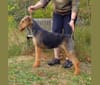 Reyme, an Airedale Terrier tested with EmbarkVet.com
