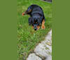 Adeline, a Rottweiler tested with EmbarkVet.com