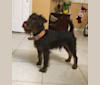 Photo of marcus vom arzt jager, a Jagdterrier  in Miami, FL, USA