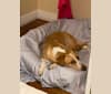 Photo of Buddy, a Border Collie, Golden Retriever, German Shepherd Dog, Pointer, and Mixed mix in Springdale, Arkansas, USA